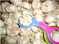 normal garlic